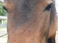 Stute, American shetland pony — Foto 1