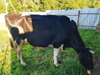 Vaca, Raza Holstein — foto 1