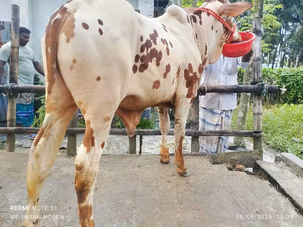 公牛, Cattle
