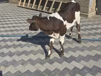 Cow, Cattle — photo 1