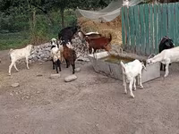 Billy Goat, Pomellata goat — photo 5