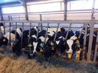بقرة, Simmental cattle — الصورة 7