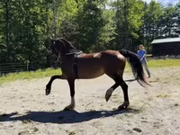კვიცი, Dutch warmblood horse — ფოტო 7