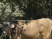 Cow, Cattle — photo 2