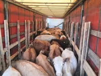 Toro, Raza Holstein — foto 2