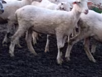 Sheep, Tsigai sheep — photo 2