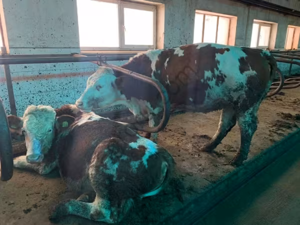 Kuh, Simmental cattle