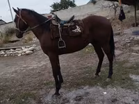 حصان, Thoroughbred horse — الصورة 2
