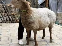 भेड़, Awassi sheep — फ़ोटो 4