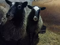Oveja, Romanov sheep — foto 6