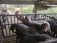 मेढ़ा, भेड़ — फ़ोटो 3