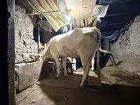Cow, Ukrainian Brown Dairy Cattle — photo 4