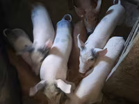 Verro, Cerdos — foto 1