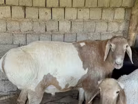 Widder, Rhon sheep — Foto 1
