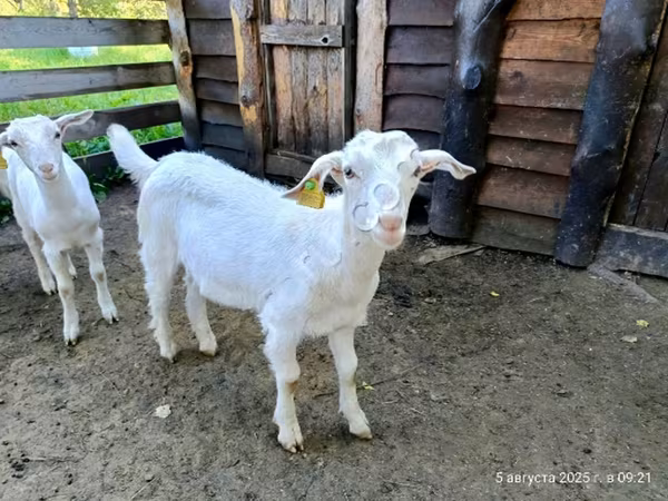 თხა, Saanen goat — რუსეთი