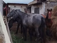 ცხენი, Horse breed — ფოტო 2