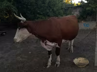 गाय, मवेशी — फ़ोटो 3