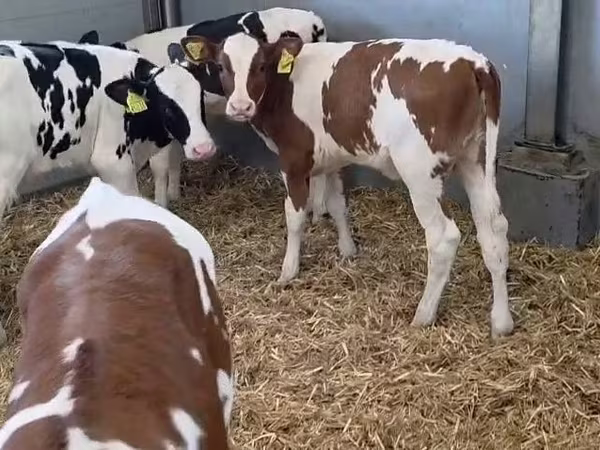 بقرة, الماشية