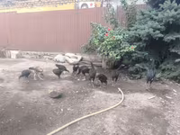 Chickens — ფოტო 8