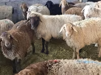 Sheep, Sheep — photo 3