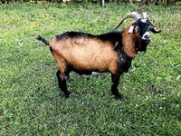 تيس, Czech Brown Shorthaired goats — الصورة 1