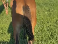 حصان, Rocky Mountain Horse — الصورة 2