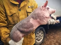 Säue, Schweine — Foto 2