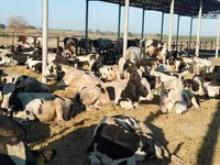 ثور, الماشية — الصورة 4