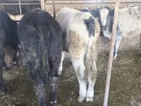 Bull, Belgian Blue — photo 4