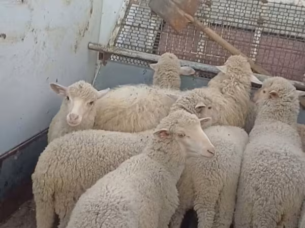 Schaf, Merino sheep