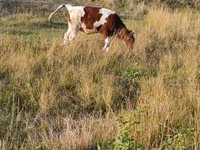 Cow, Cattle — photo 4