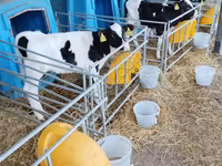 公牛, Holstein breed — 照片 3