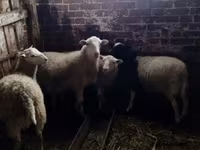 मेढ़ा, Katum sheep — फ़ोटो 2
