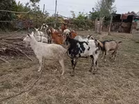 बकरा, Nubian Goat — फ़ोटो 4