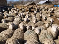 मेढ़ा, Kuibyshev sheep — फ़ोटो 4