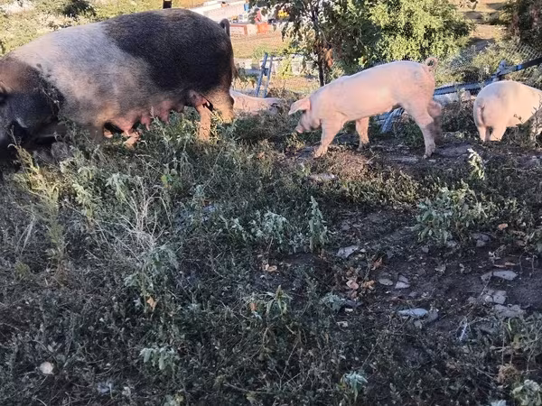 Eber, Schweine