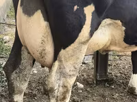 母牛, Russian Black pied cattle — 照片 8