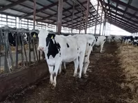 गाय, Russian Black pied cattle — फ़ोटो 5