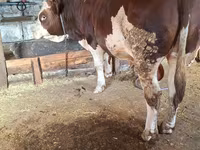 Bull, Simmental cattle — photo 3