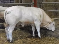 सांड, Blonde d’Aquitane cattle — फ़ोटो 6