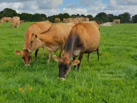 गाय, जर्सी नस्ल — फ़ोटो 4