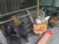 Chickens — ფოტო 5