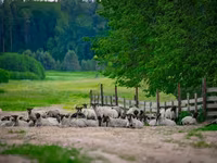Carnero, Romanov sheep — foto 4