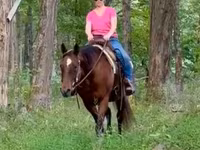घोड़ी, Quarter Horse — फ़ोटो 5