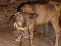 Cow, Ukrainian Brown Dairy Cattle — photo 4