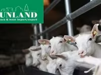 თხა, Saanen goat — ფოტო 8