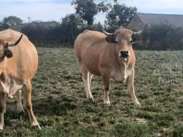 ძროხა, Aubrac cattle