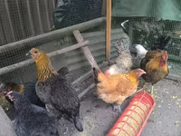 Chickens — ფოტო 3