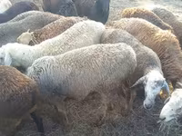 मेढ़ा, Hissar sheep — फ़ोटो 3