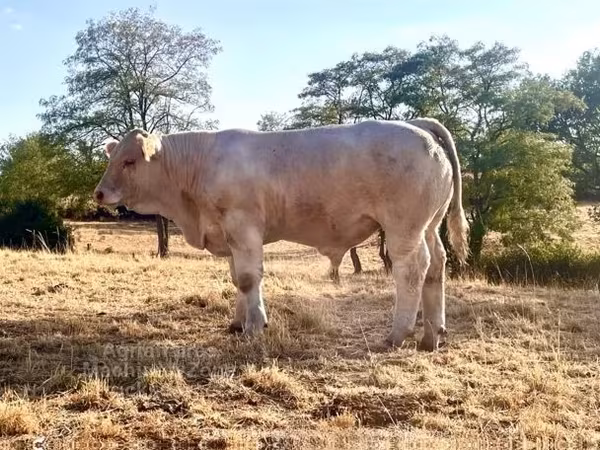 ხარი, Charolais cattle